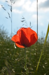 ein Fehmarn-Moh  Geburtstag! Fehmarn